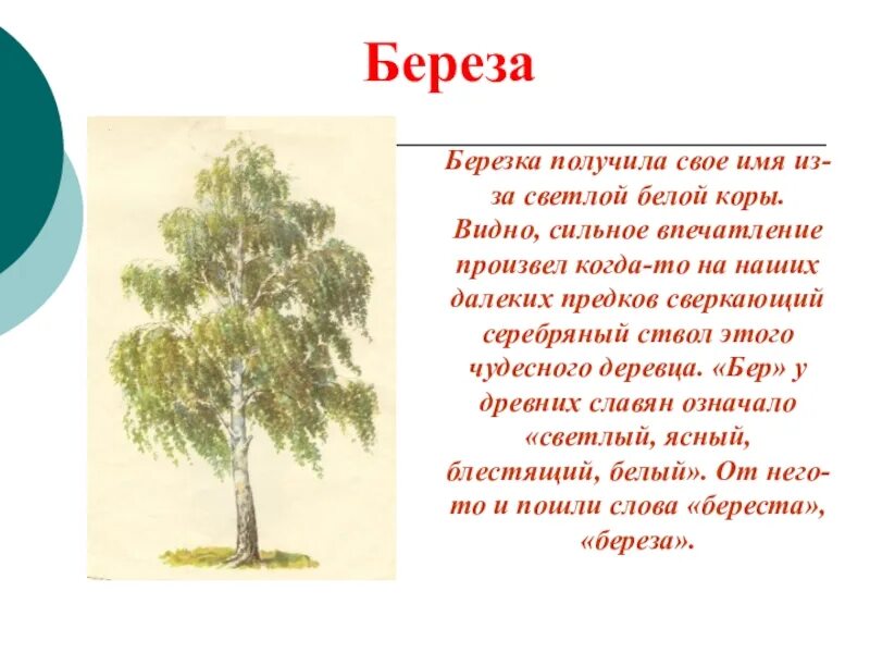 Рассказ о Березе. Рассказ о дереве береза. Сочинение про березу. Описание дерева. Описание дерева красиво