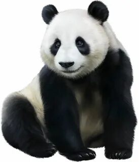 White panda