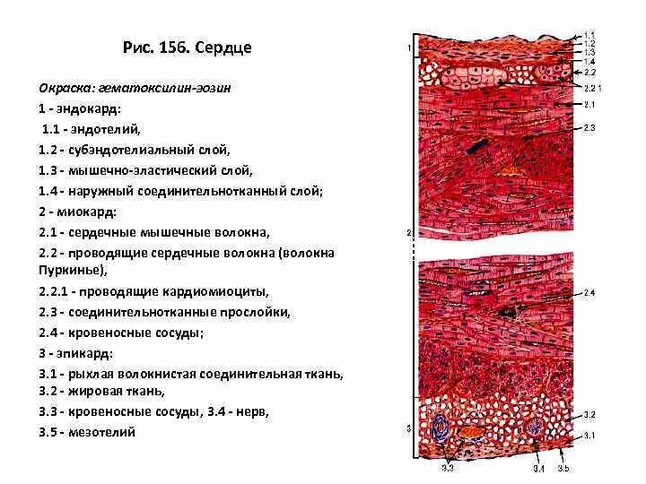 Слои предсердия. Сердце окраска гематоксилин-эозин. Волокна Пуркинье препарат гистология. Стенка сердца окраска гематоксилин эозин. Строение стенки сердца гистология.