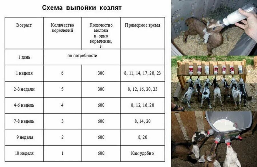 Через сколько после окота можно. Схема выпойки новорожденных козлят. таблица кормления козлят в первые дни до 1 месяца. кормление новорожденных козлят без козы нормы по часам. кормление козы после окота таблица.