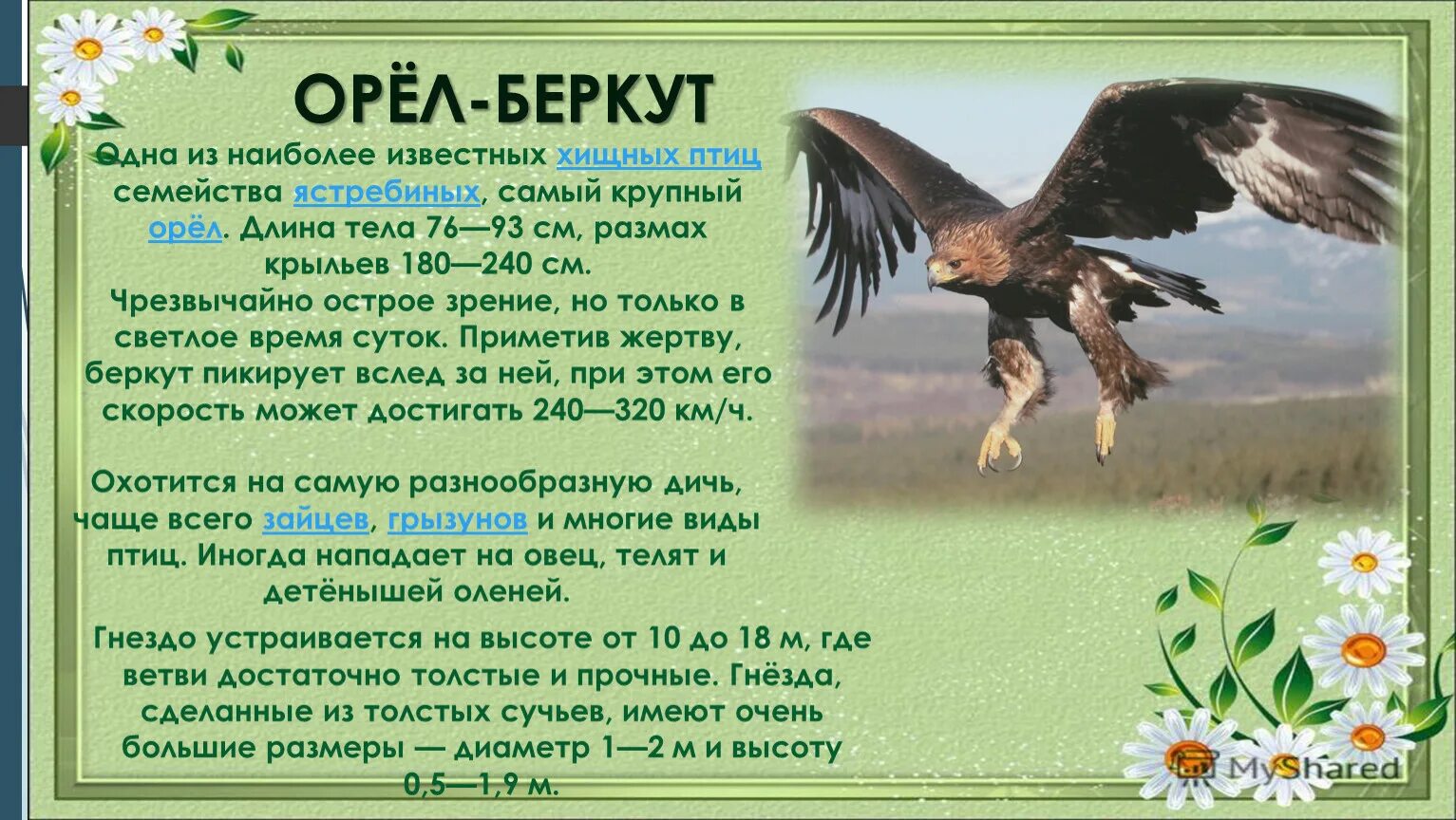 Орел Беркут доклад 3 класс. Сообщение о Беркуте. Интересные факты о Орле Беркуте. Орёл Беркут в красной книге.