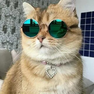 Фотки крутых кошек