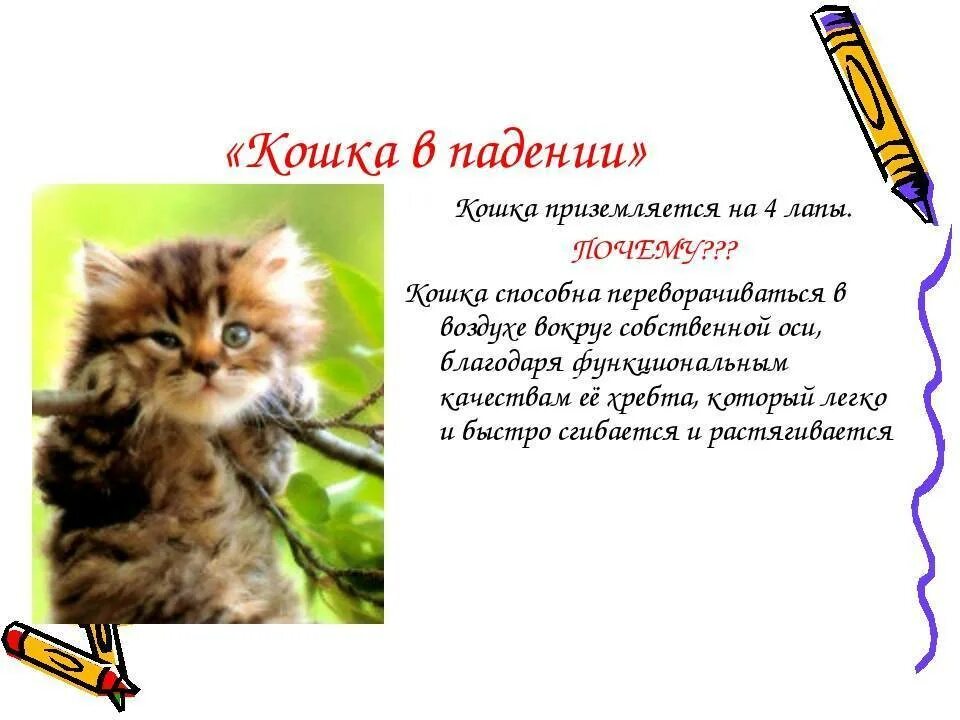 Кошка приземляется на 4 лапы. Почему кошка падает на 4 лапы. почему коты всегда приземляются на лапы. почему коты всегда падают на лапы.