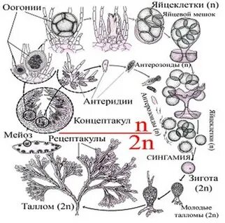 Жизненный цикл красных водорослей