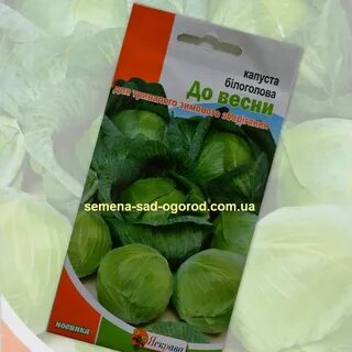 Сорт капусты до весны