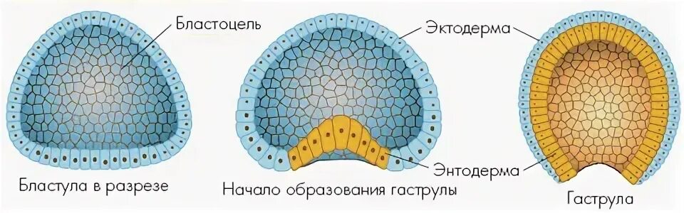 Бластула развитие