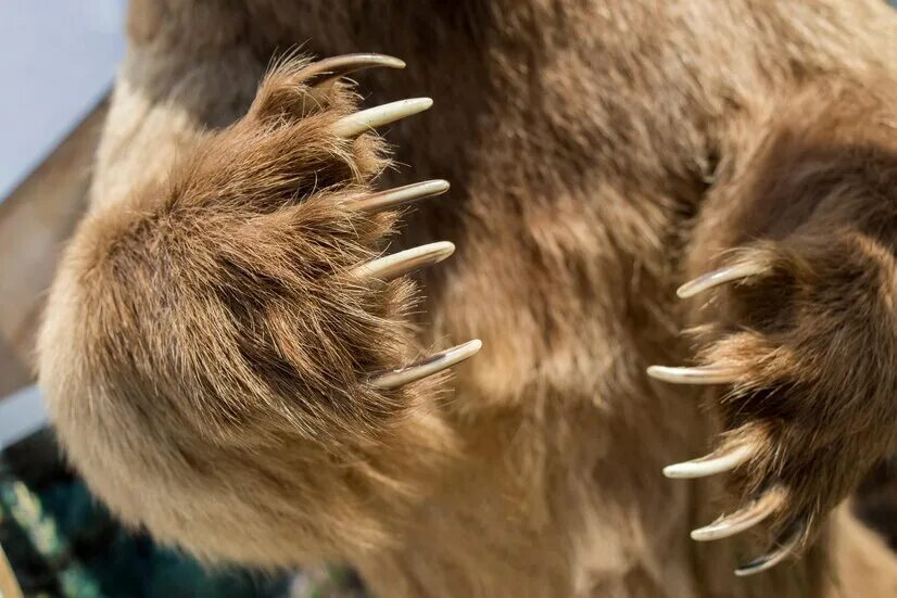 Sharp claws
