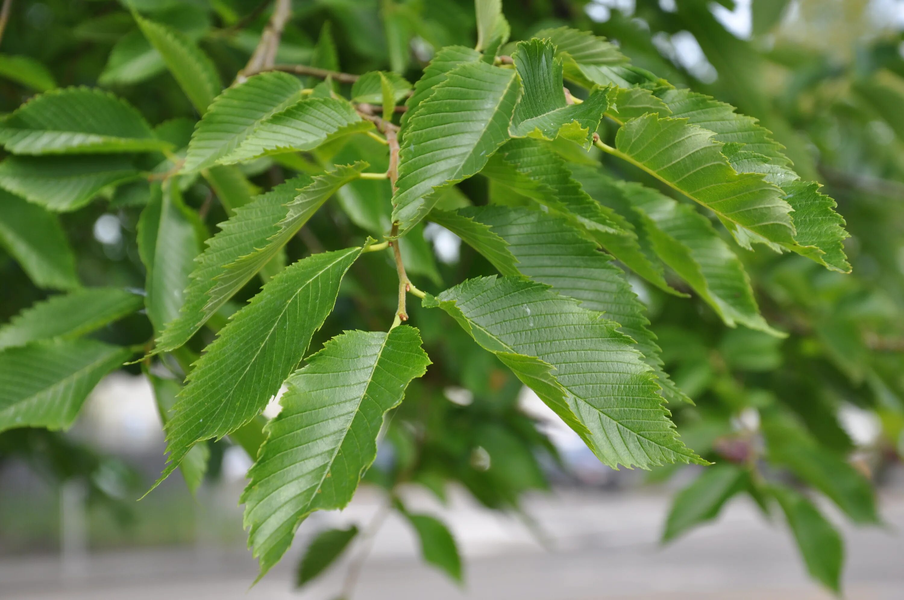 Вяз мелколистный. Вяз гладкий (ulmus laevis). Скользкий вяз дерево. Вяз гладкий (ulmus laevis). Вяз ильм карагач.