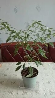 Почему рассада перца сбрасывает листья что делать