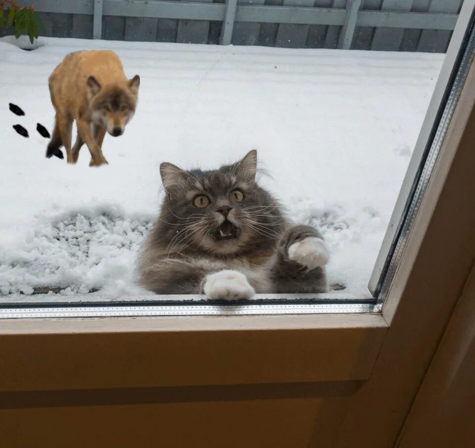 Кот хочу домой. Фотожабы котов. замерзший кот за окном. смешной кот в окне. кошка на балконе зимой.