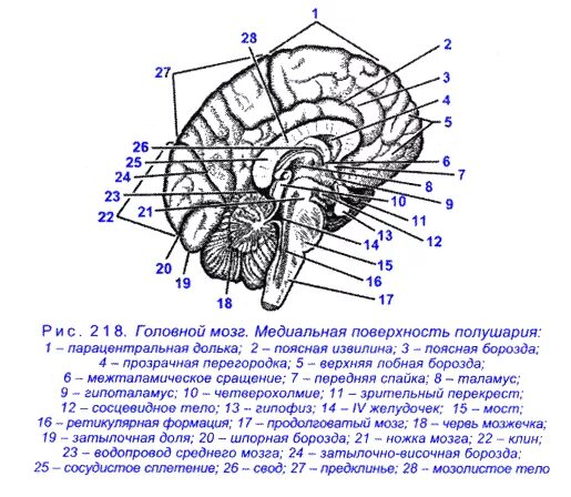 Строение головного мозга медиальная поверхность. Сагиттальный разрез головного мозга анатомия. Головной мозг медиальная поверхность серый бугор. Сагиттальный разрез мозга рисунок. Складчатая поверхность головного мозга