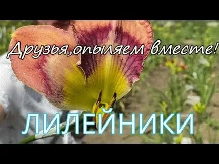 Не смотря на цветы