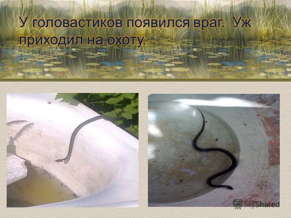 Уж обыкновенный - змея неядовитая. Уж обыкновенный ареал. Взрослый уж. Змея уж обыкновенный. Приходить уж.