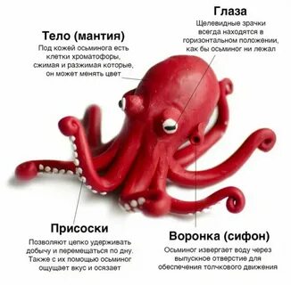 Как правильно пишется осьминог