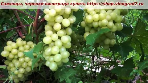 Кишмиш соломия