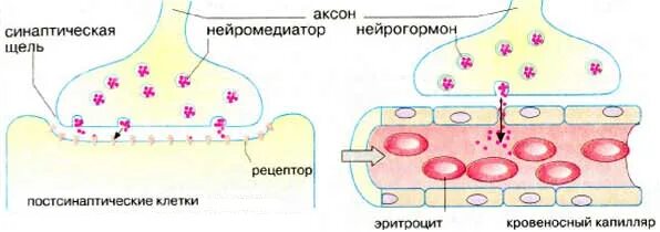Регулирует секрецию нейрогормонов