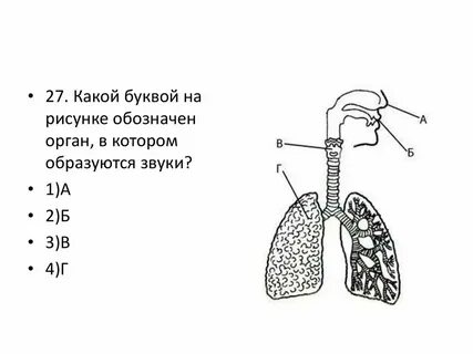Как называются органы изображенные на рисунке