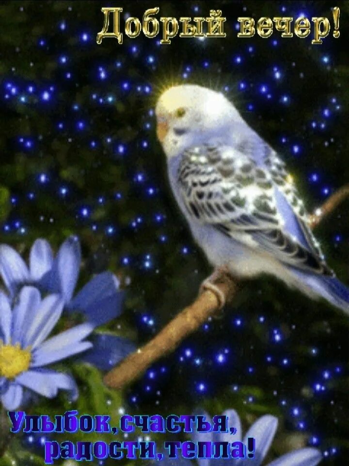 Спокойной ночи птицы. Добрый вечер красивые птицы. Добрый вечер с птицамм. Спокойной ночи красивые птички. Добрый вечер цветы птицы.