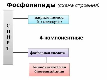 Состав строение свойства липидов