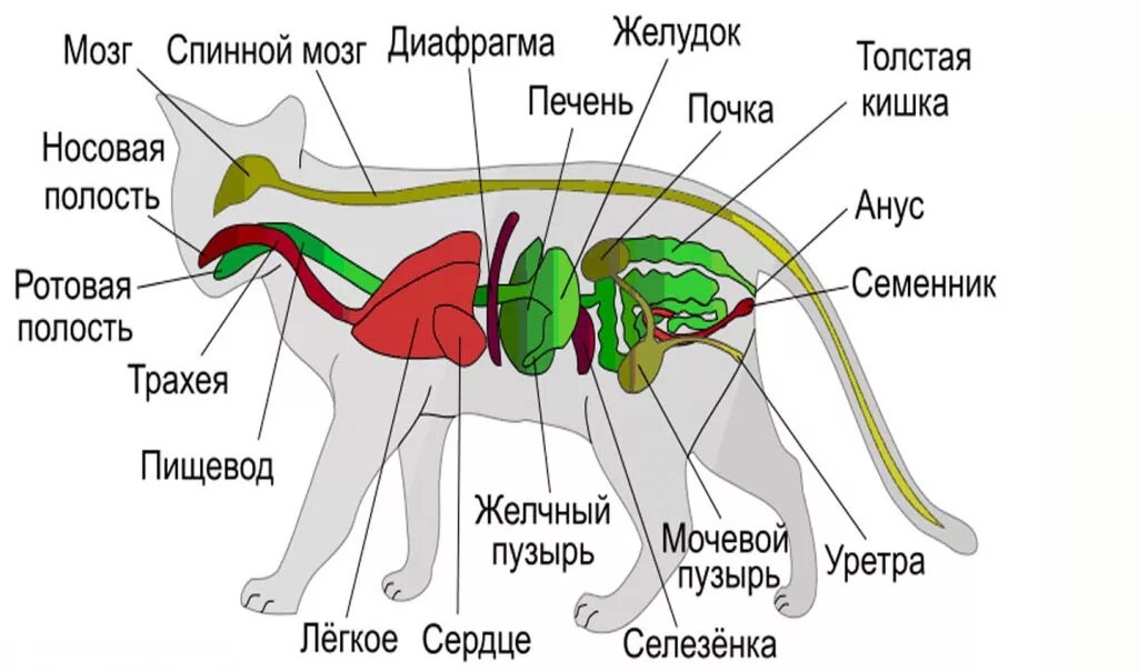 Пищевод кошки. Расположение внутренних органов у кота. Органы кошки схема. Пищеварительная система кошки схема анатомия. Строение кота внутренние органы.