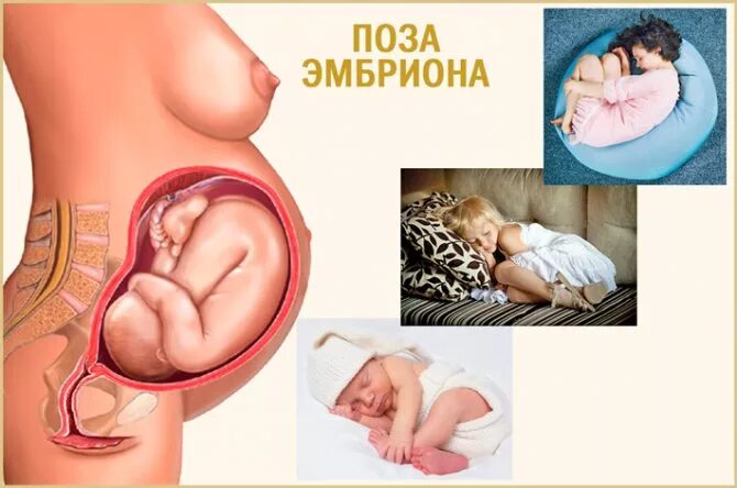 Почему эмбрионы спят