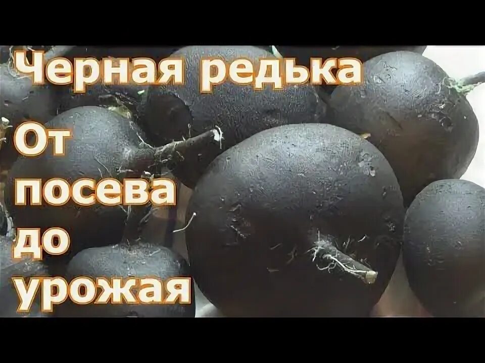 Как сохранить черную редьку на зиму. Сроки посадки зимней редьки в подмосковье. когда сажать редьку.