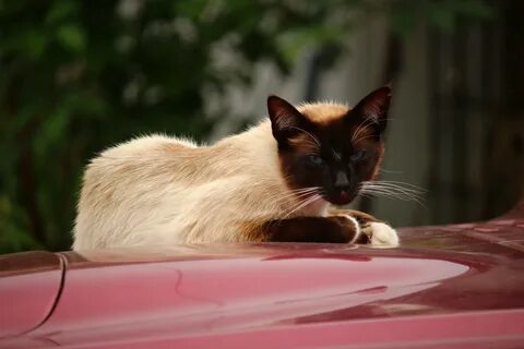 Брачный звук кота