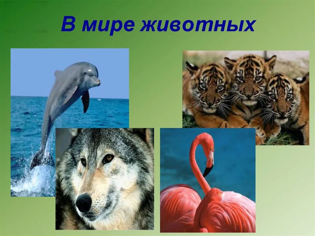 В мире животных в какое время. Презентация про животных. животные для презентации. внеклассное мероприятие в мире животных. мир животных презентация.