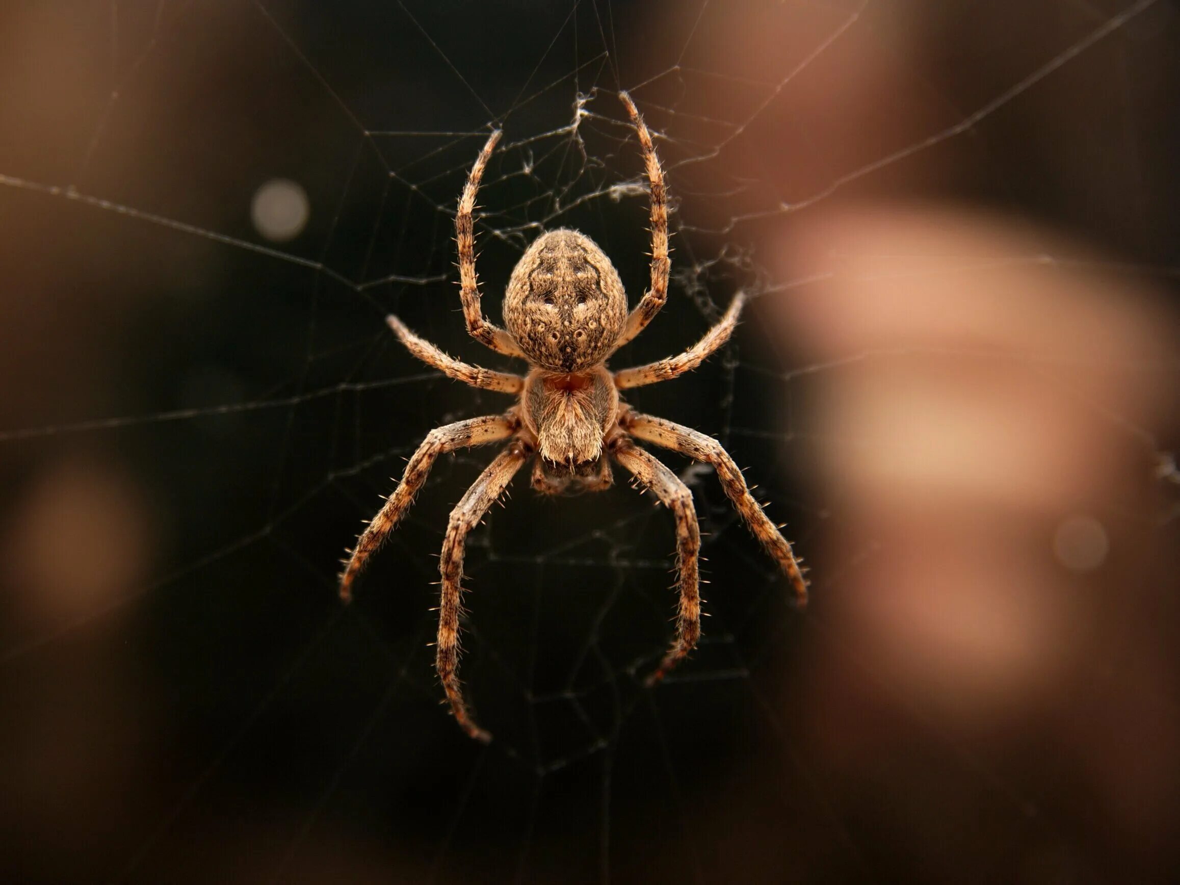 Calling spider