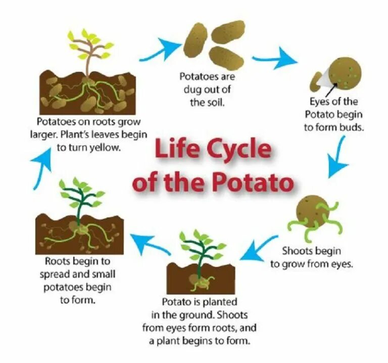 Plant Life Cycle for Kids. Life Cycle of a Plant for children. The Plant Life Cycle Stages. Plant Life Cycle Worksheets. Plant cycle