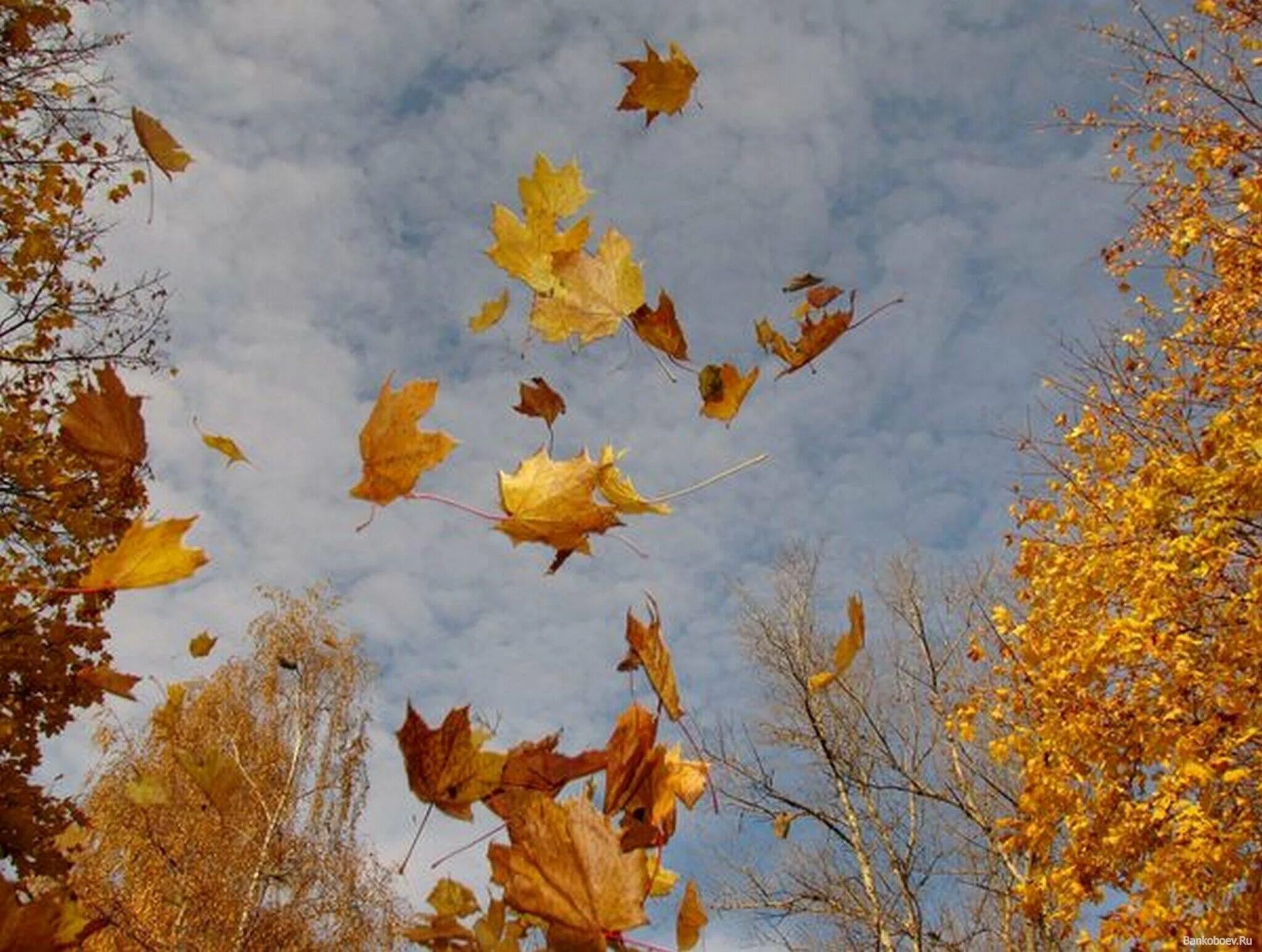 Ветер играет легкой листвою. Осенний листопад. Падающие листья. Осень листопад. Лист на ветру.