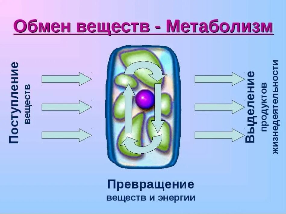 Метаболизм человека. Что такое метаболизм в организме. Метаболизм картинки. Замедленный метаболизм. Правильное и неправильное питание.