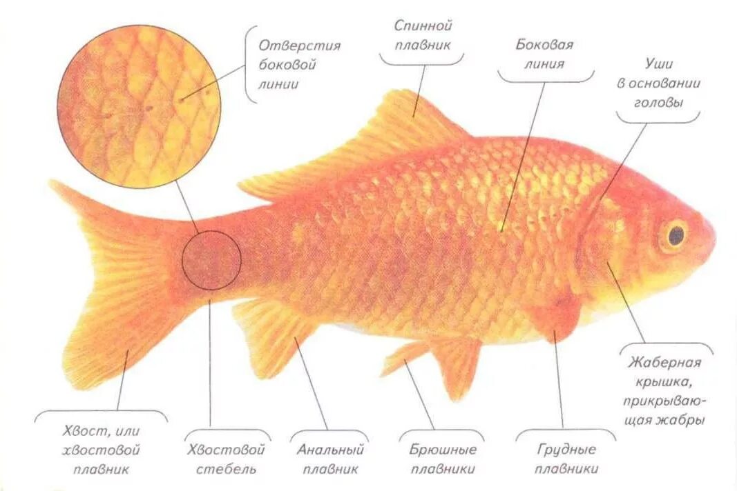 Как отличить рыбу. Золотая рыбка самец и самка. Внешнее строение аквариумной рыбы. Внутреннее строение аквариумной рыбки. Внешнее строение золотой рыбки.