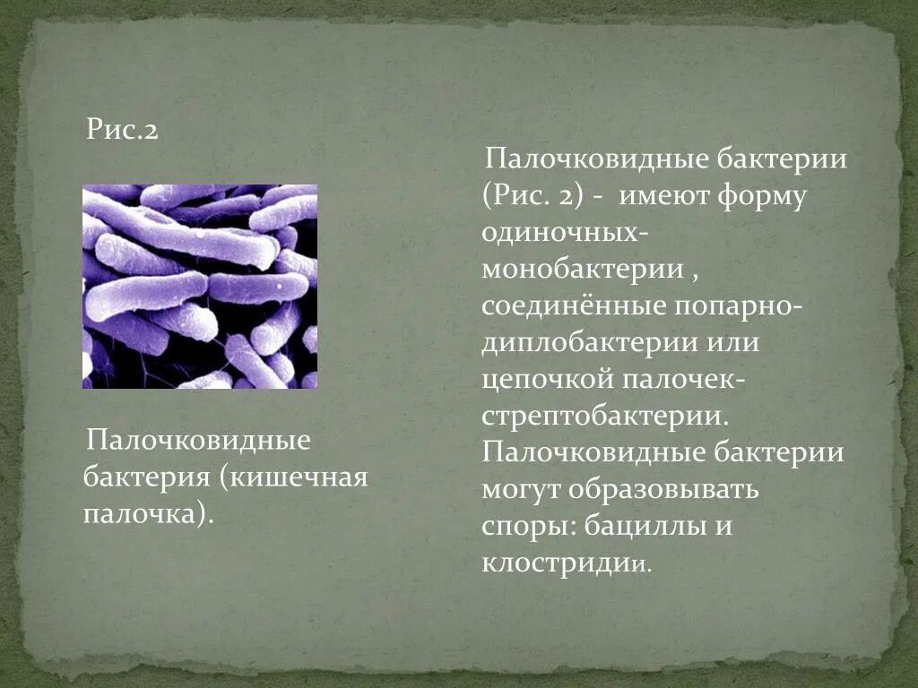 Палочковидную форму имеют бактерии