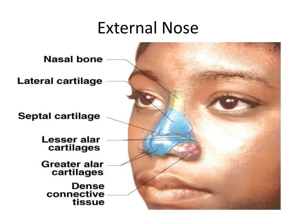 Нос перевести на английский. Анатомия носа.