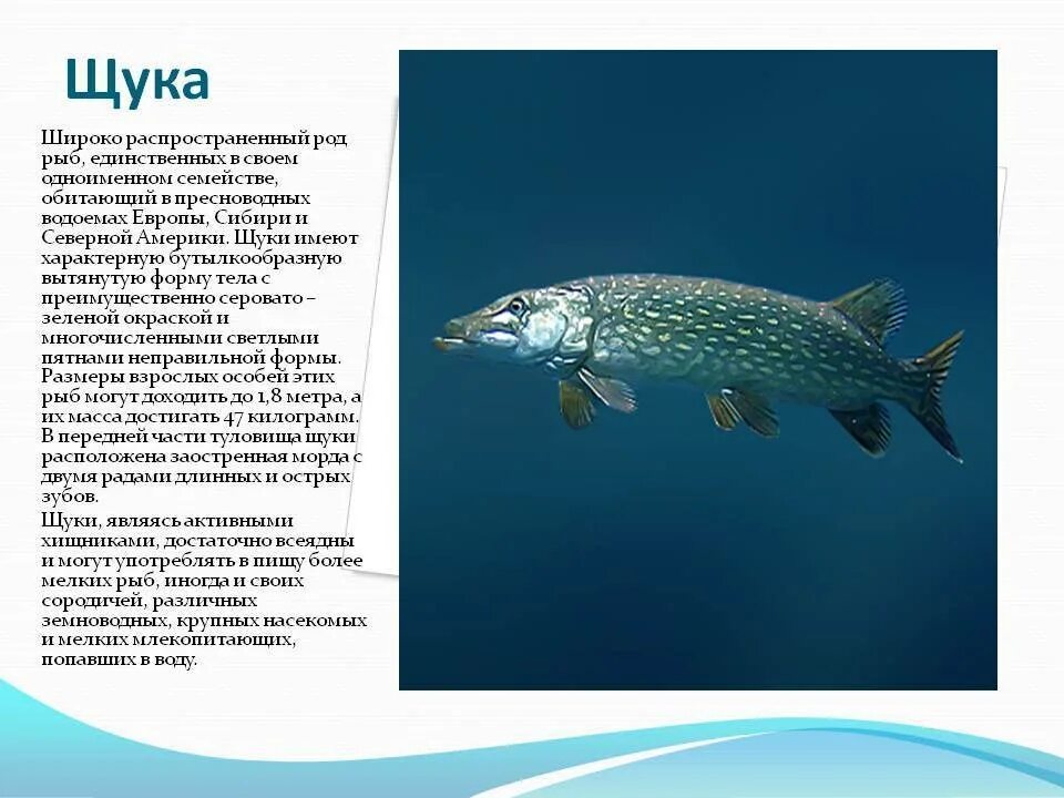 Сообщение про класс рыб. Доклад про рыб. Щука описание для детей. Доклад про щуку. Сообщение на тему рыбы.