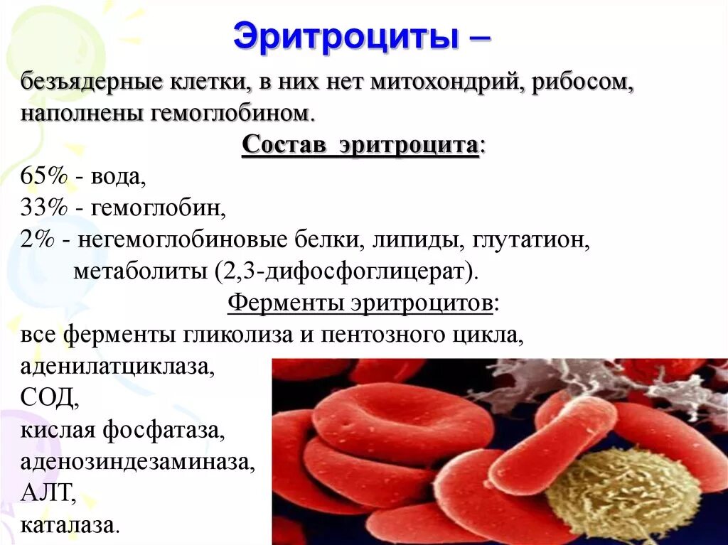 Эритроциты строение состав и функция. Строение и содержание эритроцитов. Состав крови эритроциты функции. Эритроциты. Роль гемоглобина..