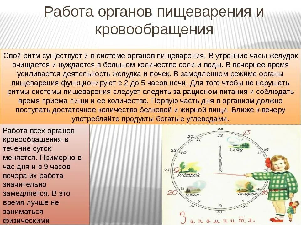 Циркадные часы. Биоритмы циркадные ритмы. регуляция циркадных ритмов. нарушения циркадного ритма гормонов.