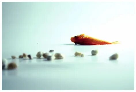 Fish out