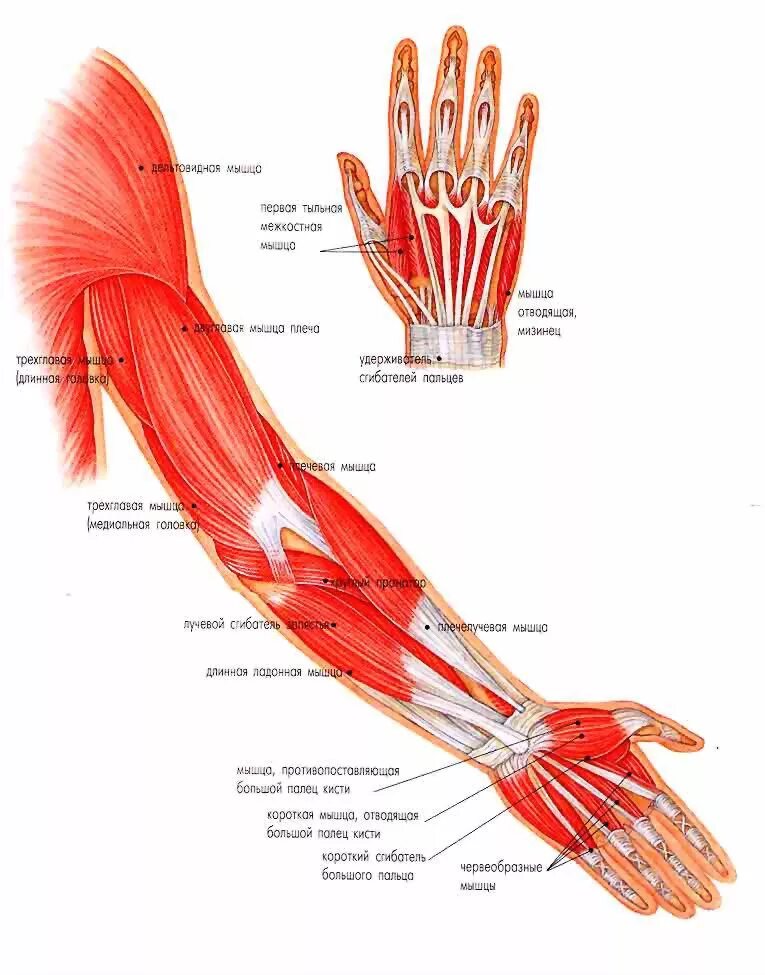 Очень сильно болят кисти. Мышцы предплечья и кисти анатомия. Строение сухожилий предплечья руки. Строение кисти мышцы и сухожилия. Анатомия кисти руки человека кости и мышцы и сухожилия.