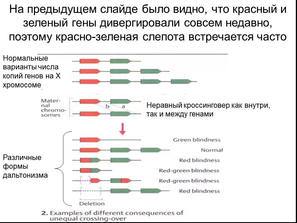 Ген куриной слепоты и дальтонизма кроссинговер. Неравный кроссинговер. Неравный кроссинговер это в генетике. У человека аллели генов куриной слепоты. У матери не являющейся носителем гена гемофилии