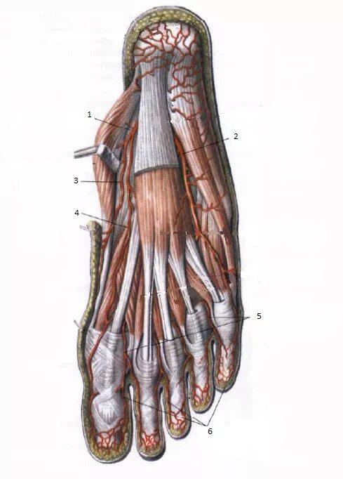 Подошвенный апоневроз aponeurosis plantaris. Тыльная поверхность стопы топографическая анатомия. Медиальная подошвенная артерия. Послойная топография подошвы стопы. Каналы подошвы