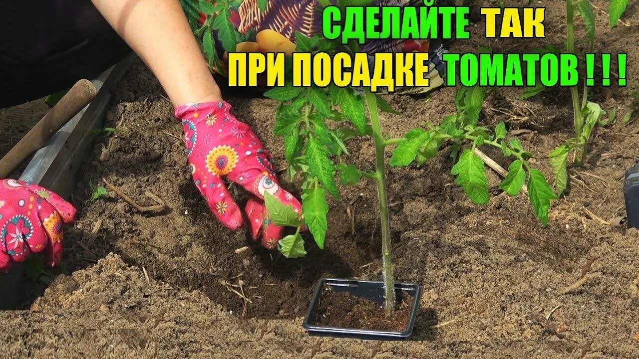 Сажаем помидоры в грунт. Лунки для томатов в открытом грунте. Посадка томатов в лунки в теплице. Лунки для помидор. Два корня томата в одной лунке.