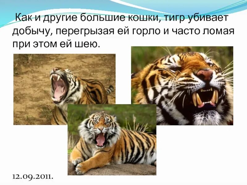 Тигр задания для детей. Книги о тиграх. Энциклопедия о тиграх. Рассказ детям о тигре. Тигр рассказ для детей.