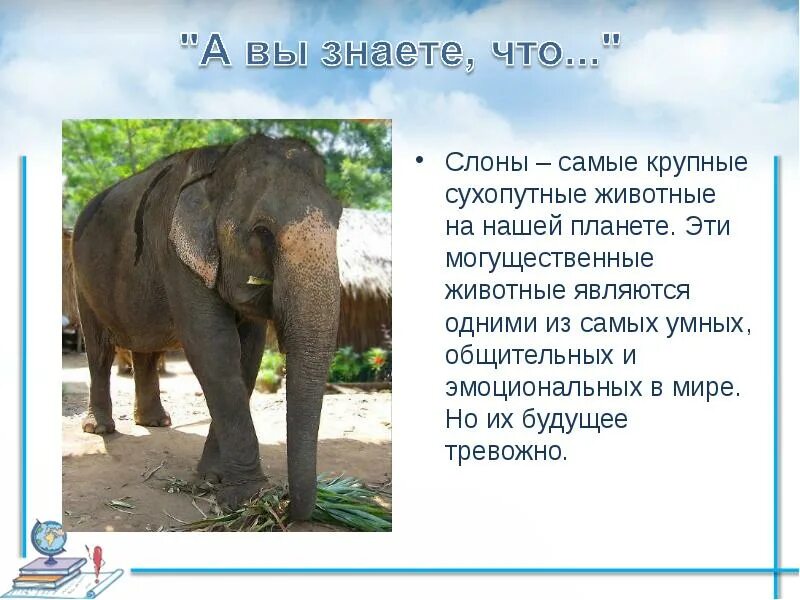Доклад о слонах. Слон рассказ 1 класс окружающий. Сообщение о слоне. Слон окружающий мир. Слоны описание.