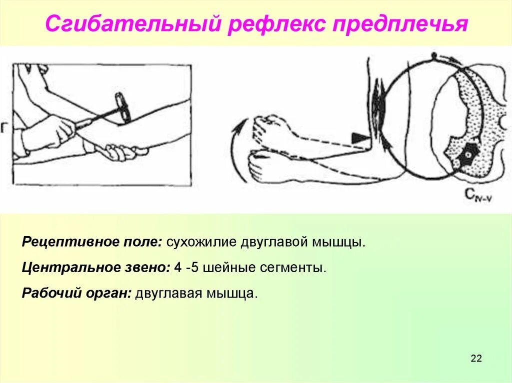 Схема дуги сгибательно-локтевой рефлекс,. Локтевой сгибательный рефлекс физиология. Локтевой рефлекс схема дуги. Сгибательно-локтевой (бицепс-рефлекс) рефлекс.