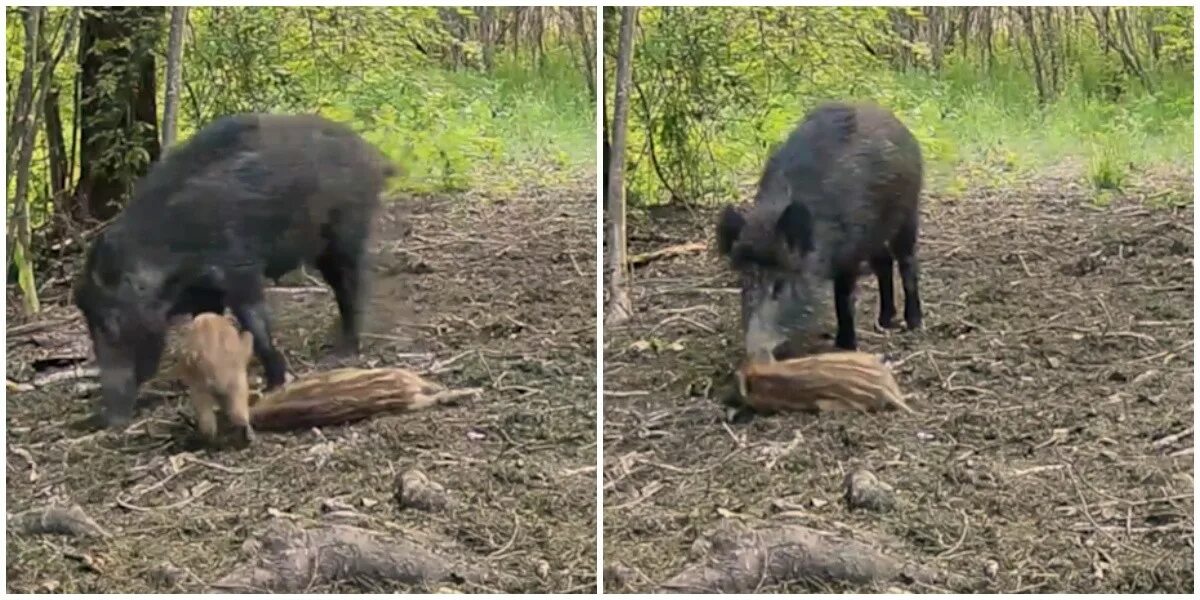 Дикий кабан. Дикая свинья. Самка кабана. Поросята кабана. Видео кабана и добро