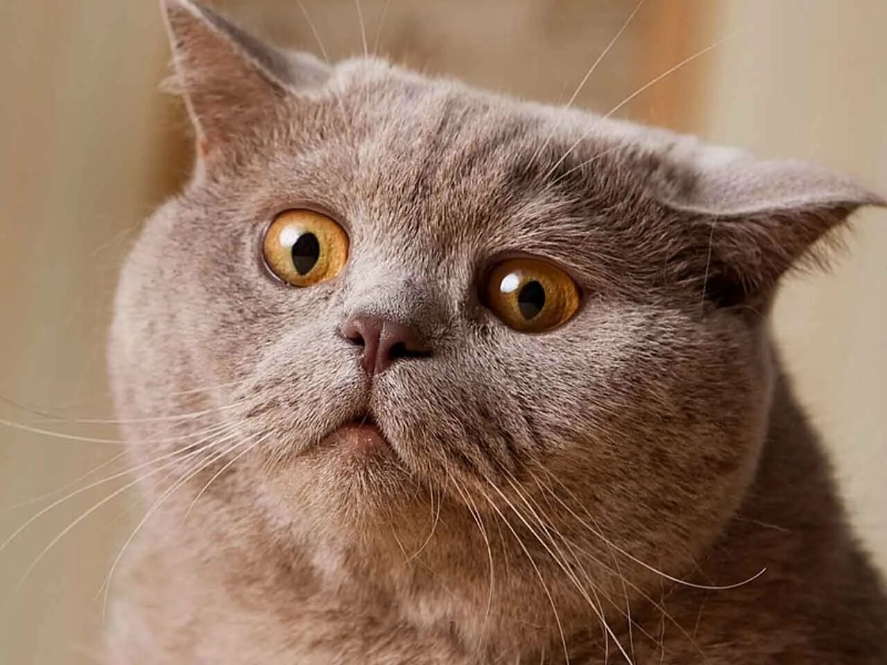 Обалдеть. Удивленный кот. Облизываться. Шотландская вислоухая кошка удивлена. Открытки я в шоке прикольные.