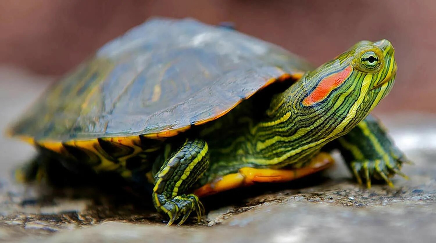 Красноухая черепаха хищная. Красноухая черепаха. Красноухая Пресноводная черепаха. Черепаха красноухая черепаха. Американская красноухая черепаха.