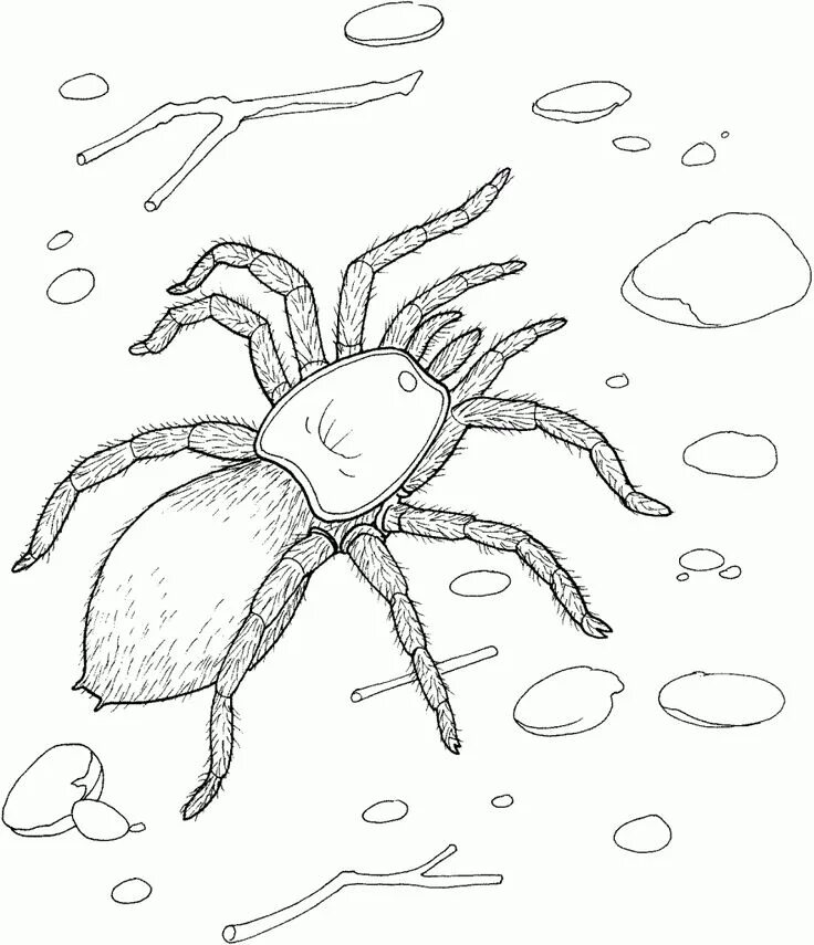 Print Off Coloring Pages Incy Wincy Spider Learning Printable Coloring pages to 